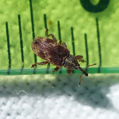 Réf. 182 610 : Bradybatus kellneri